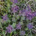 Bartsia alpinaFlower