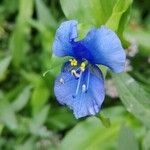 Commelina virginica Цветок