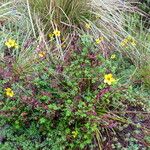 Bidens andicola Leaf