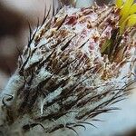 Astrophytum caput-medusae Flor