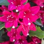 Weigela hortensisЦвят