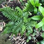 Polystichum braunii Φύλλο