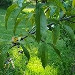 Prunus persica Blad