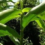 Costus lima Bark