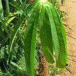 Manihot esculenta Jani