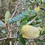 Banksia serrataফুল