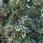Corynocarpus laevigatus Folha