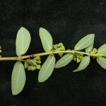 Euphorbia parviflora Leaf