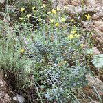 Linum arboreum Συνήθη χαρακτηριστικά