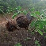 Guilandina bonduc Frukto