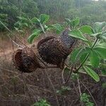 Guilandina bonduc Fruit