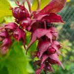 Leycesteria formosa Mbuma