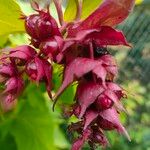 Leycesteria formosa Frukto