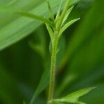 Solidago ptarmicoides Corteza