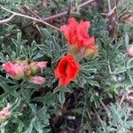 Sphaeralcea coccinea Flower