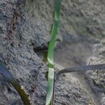 Zostera marina Folha