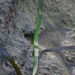 Zostera marina Leaf