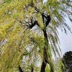 Salix × pendulina বাকল
