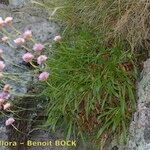 Armeria castellana Tervik taim