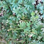 Selaginella uncinata 葉