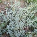 Marrubium alysson Hoja