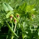Cerinthe glabra Hábito