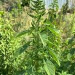 Amaranthus powellii Blatt