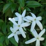 Jasminum azoricum Kwiat