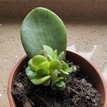 Crassula multicavaΦύλλο