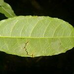 Sorocea affinis Levél