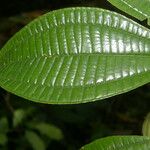 Miconia affinis Leaf