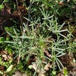 Lupinus angustifolius Likasa