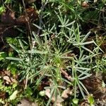 Lupinus angustifolius पत्ता