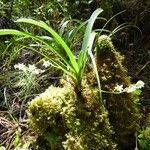 Angraecum striatum Ďalší