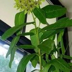 Asclepias viridis Leaf