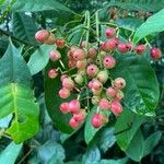 Chrysochlamys glauca Fruto