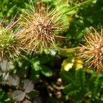 Acaena novae-zelandiae Fruit