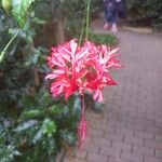 Hibiscus schizopetalus Cvet