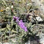 Salvia leucantha 花