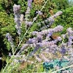 Salvia yangii Flors