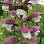 Acanthus spinosus花