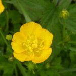 Ranunculus acrisFlower