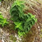 Teucrium scorodonia Листок