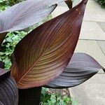 Canna × hybrida Leaf