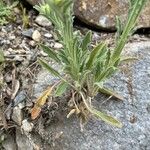 Fibigia clypeata Leaf