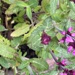 Salvia nemorosa برگ