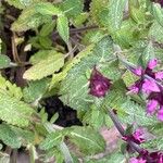 Salvia nemorosa Leaf