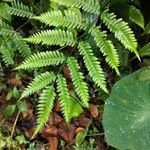 Pteris fauriei Ліст