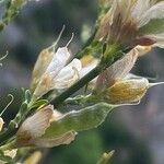 Genista cinerea Fruit