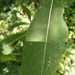 Verbesina occidentalis Leaf